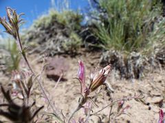 Cordylanthus kingii helleri