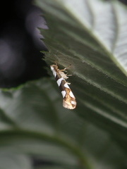 Argyresthia brockeella