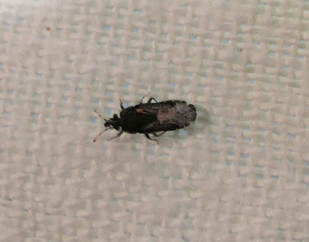 Aradus flavicornis