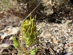 Cordylanthus ramosus