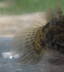 Bathygobius cocosensis