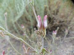 Cordylanthus kingii helleri