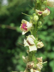 Verbascum × incanum