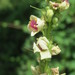 Verbascum × incanum - Photo (c) Andreas Rockstein, some rights reserved (CC BY-SA)