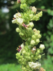 Verbascum × incanum