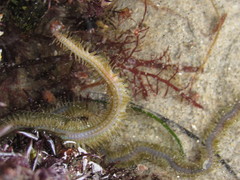 Phyllodocidae
