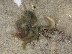 Phyllodocidae