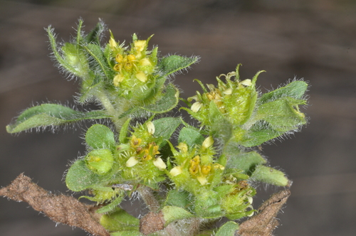 Image of Acanthospermum hispidum by (c) aacocucci, some rights reserved (CC BY)