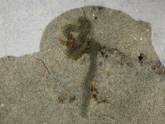Phyllodocidae