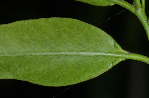 Image of Vallesia glabra by (c) aacocucci, some rights reserved (CC BY)