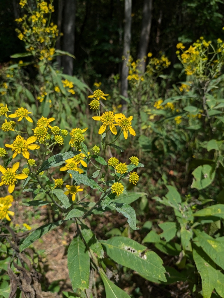 Wingstem Dead Wingstem from Nellysford, VA, USA on September 7, 2024 at 01:40 PM by ...