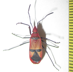 Dysdercus fasciatus