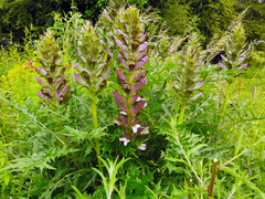Acanthus spinosus