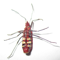 Dysdercus fasciatus