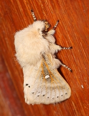 Bombycopsis tephrobaphes