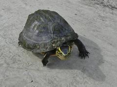 Cuora amboinensis kamaroma