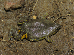 Piaui Oval Frog photo 2