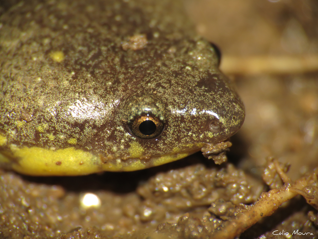 Piaui Oval Frog