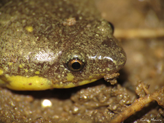 Piaui Oval Frog photo 1
