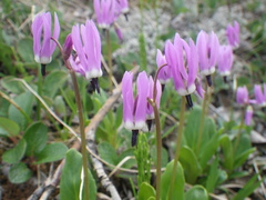 Primula frigida