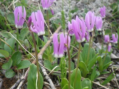 Primula frigida