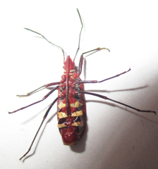 Dysdercus fasciatus