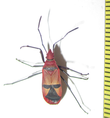 Dysdercus fasciatus