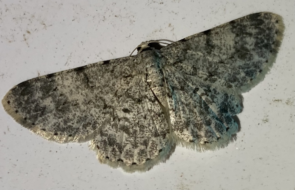 Glena effusa