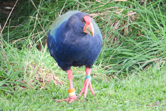 Porphyrio hochstetteri