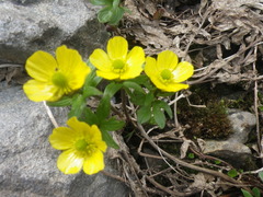 Ranunculus nivalis
