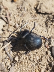 Timarcha tenebricosa