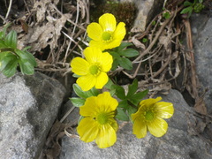 Ranunculus nivalis