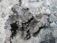 Umbilicaria cylindrica