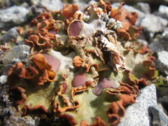 Solorina crocea