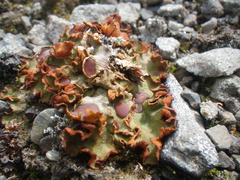 Solorina crocea