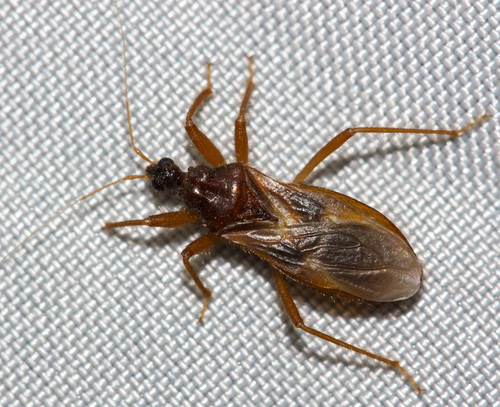 Reduvius senilis