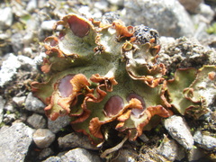 Solorina crocea