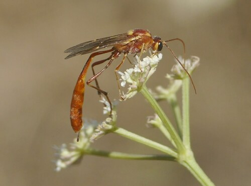 Barylypa pallida