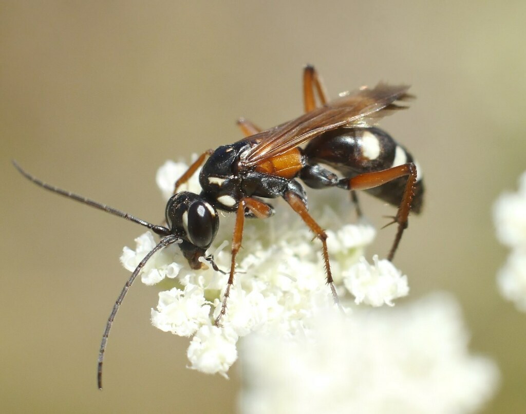 Cryptocheilus elegans
