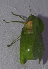 Bullacris discolor