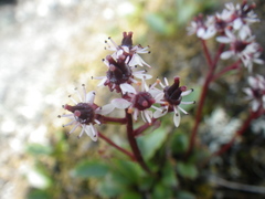 Micranthes razshivinii