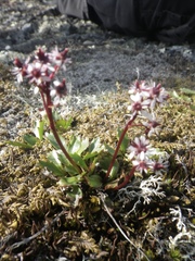 Micranthes razshivinii