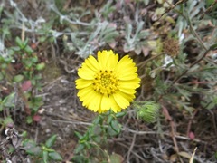 Deinandra corymbosa