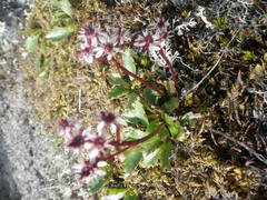 Micranthes razshivinii