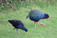 Porphyrio hochstetteri