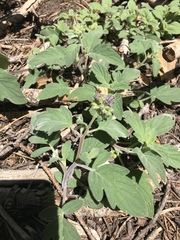 Hydrophyllum occidentale
