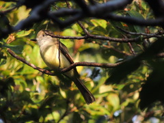 Myiarchus yucatanensis