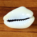 Money Cowry - Photo (c) vanhoutan, some rights reserved (CC BY), uploaded by Kyle Van Houtan