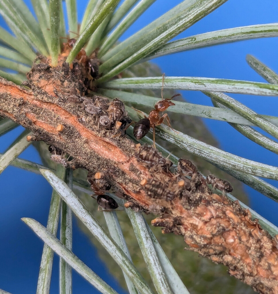 Large Cedar Aphid