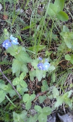 Veronica krylovii